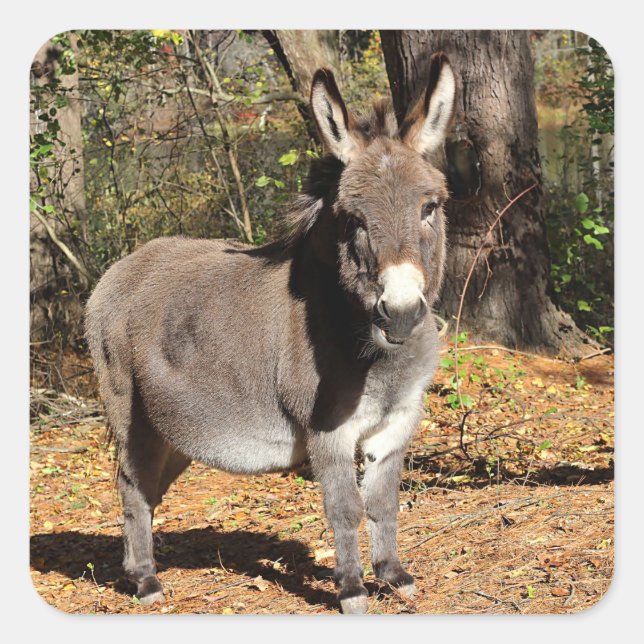 Kleiner Donkey Quadratischer Aufkleber (Vorderseite)