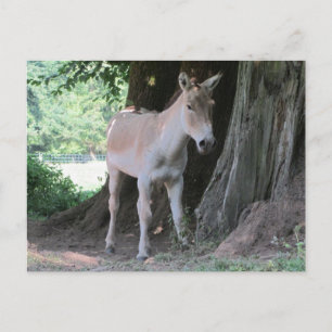 Kleiner Esel Postkarte