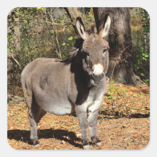 Kleiner Esel Quadratischer Aufkleber