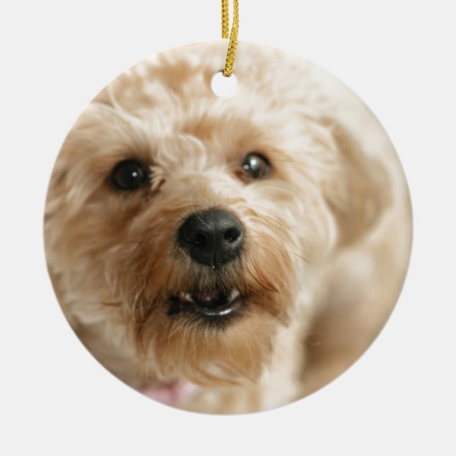 Kleiner fantastischer Abby das Yorkie Poo Keramik Ornament (Vorne)
