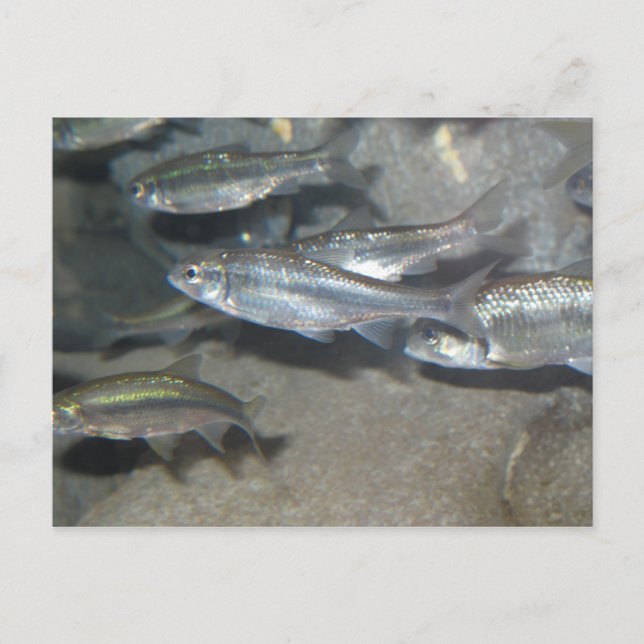 kleiner Fisch Postkarte (Vorderseite)