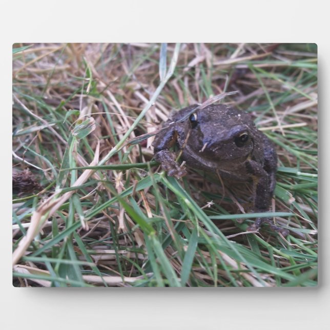 Kleiner Frosch Fotoplatte (Vorderseite)