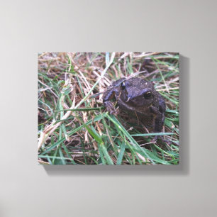 Kleiner Frosch Leinwanddruck