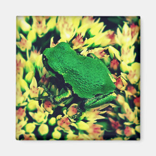 Kleiner Frosch Magnet