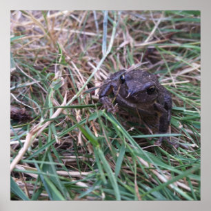 Kleiner Frosch Poster