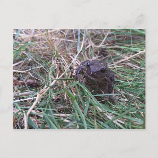 Kleiner Frosch Postkarte (Vorderseite)