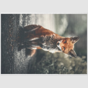 Kleiner Fuchs Seidenpapier