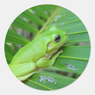 Kleiner Grüner Frosch Runder Aufkleber