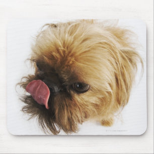 Kleiner Hund auf weißem Hintergrund, hohe Mousepad