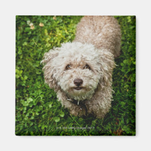 Kleiner Hund, der oben Kamera betrachtet Magnet
