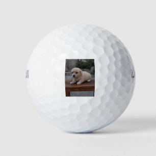 kleiner Hund Golfball