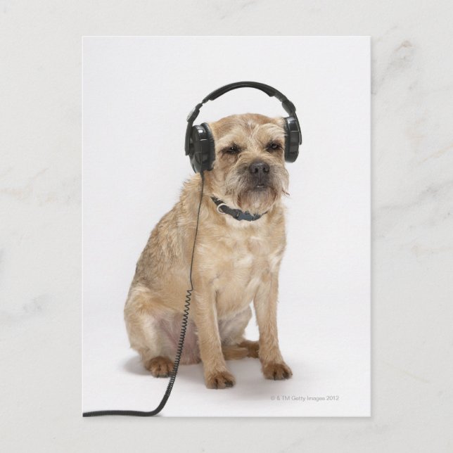 Kleiner Hund mit Kopfhörer Postkarte (Vorderseite)