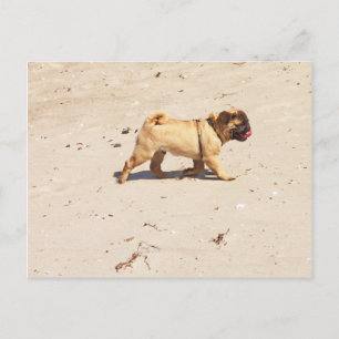 kleiner Hund Pug Baby spielt im Sommer Postkarte