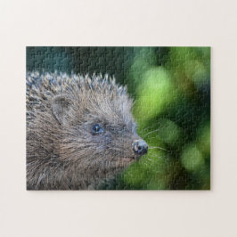 Kleiner Igel