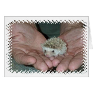 Kleiner Igel in zwei Händen