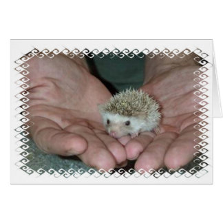Kleiner Igel in zwei Händen