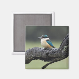 Kleiner Kookaburra Bird Magnet