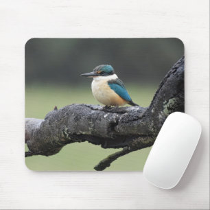 Kleiner Kookaburra Bird Mousepad
