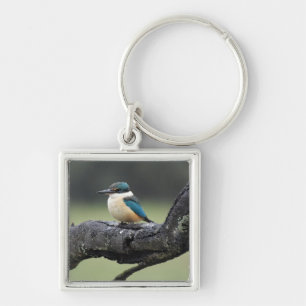 Kleiner Kookaburra Bird Schlüsselanhänger