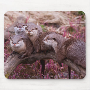 Kleiner Krallenotter-Mauspad Mousepad
