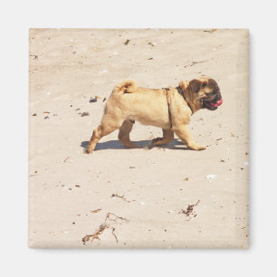 Kleiner Mops im Sommer Magnet