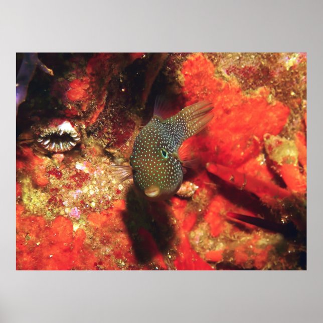 Kleiner Puffer Poster (Vorne)
