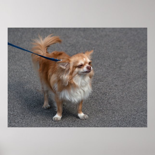 Kleiner Redhead Poster (Vorne)