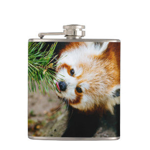 Kleiner roter Panda mit Farn - Tierphotographie Flachmann