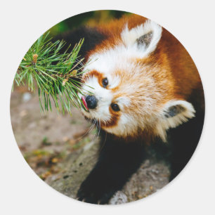 Kleiner roter Panda mit Farn - Tierphotographie Runder Aufkleber
