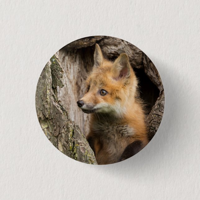 Kleiner Rotfuchs in einem Baumhaufen Button (Vorderseite)