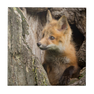 Kleiner Rotfuchs in einer Baumhöhle Fliese