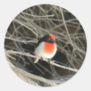 kleiner Rotkehlchen redbreast Vogel, der auf einem Runder Aufkleber