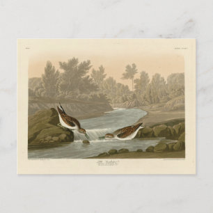 Kleiner Sandpiper von Audubons Vögeln in Amerika Postkarte