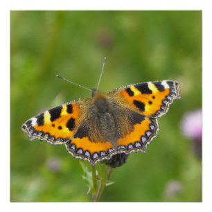 Kleiner Schildpatt-Schmetterling Poster