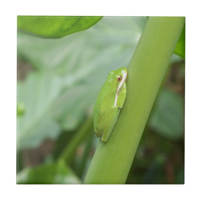 kleiner, schlafloser Grüner Frosch Fliese (Vorderseite)