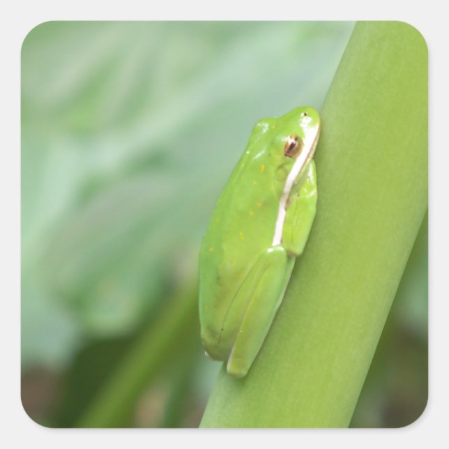 kleiner, schlafloser Grüner Frosch Quadratischer Aufkleber (Vorderseite)