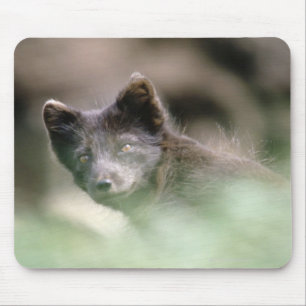 Kleiner schwarzer Wolf Mousepad