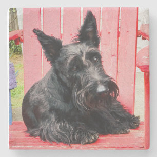 Kleiner Scottie in einem großen roten Stuhl Steinuntersetzer