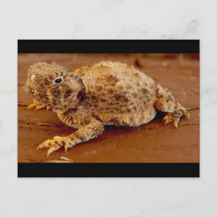 Kleiner Squirt...Horntoad... Postkarte