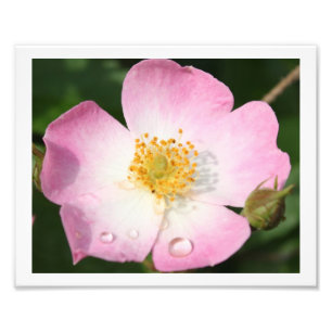 Kleiner Tänzer - Ballerina-Rosen-Fotografie Fotodruck