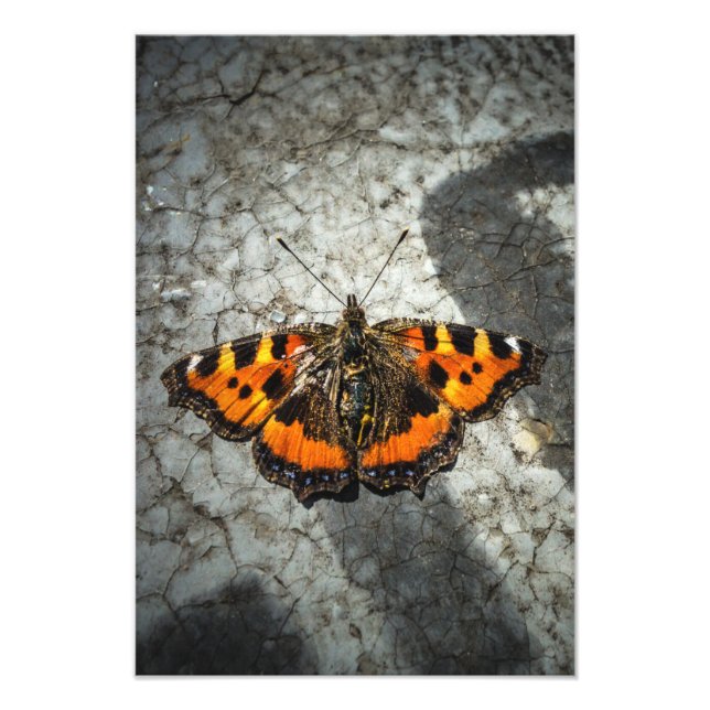 Kleiner Tortoiseshell Butterfly Fotodruck (Vorne)