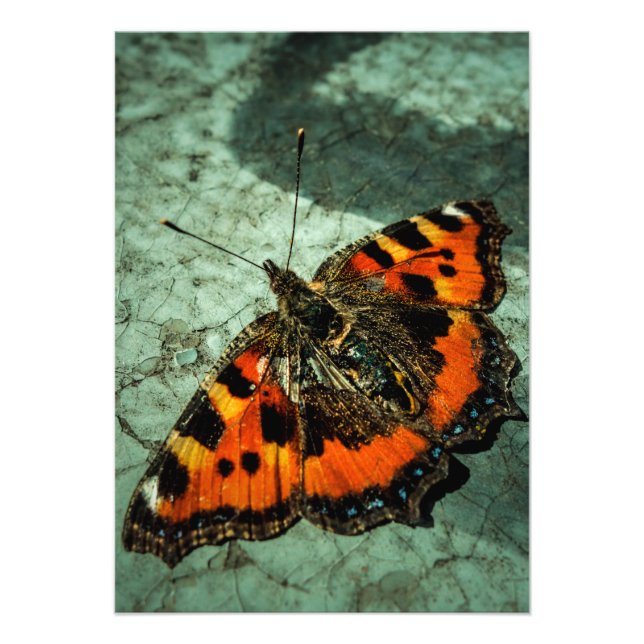Kleiner Tortoiseshell Butterfly Fotodruck (Vorne)