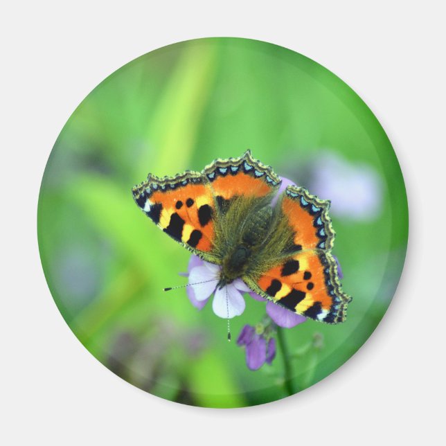 Kleiner Tortoiseshell Butterfly Magnet (Vorne)