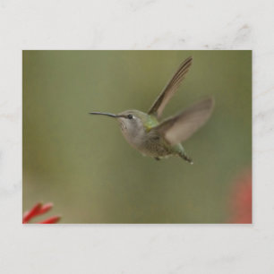 Kleiner und mächtiger Kolibri Postkarte