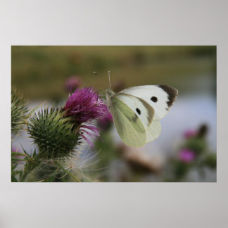 Kleiner weißer Buttrerfly auf Spear Thistle Poster
