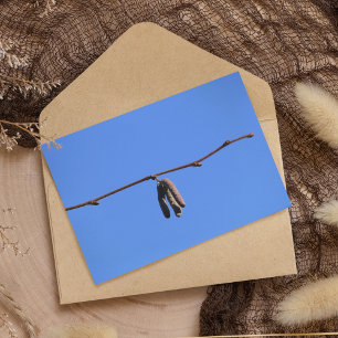 Kleiner Zweig an blauem Himmel Postkarte