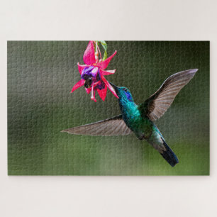 Kleinere Veilchenohrkolibri im Wolkenwald