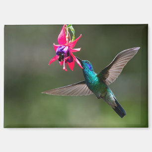 Kleinere Veilchenohrkolibri in Wolkenwald Magnet
