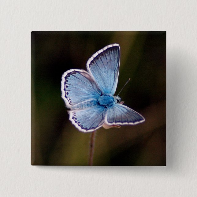 Kleines blaues Schmetterlings-Quadrat-Button Button (Vorderseite)