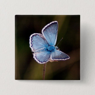 Kleines blaues Schmetterlings-Quadrat-Button Button